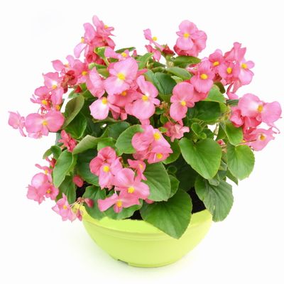Begonia smocza MINI DRAGON różowa