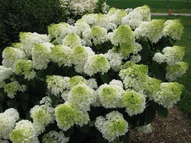 Hortensja bukietowa &#39;Phantom&#39; Hydrangea paniculata