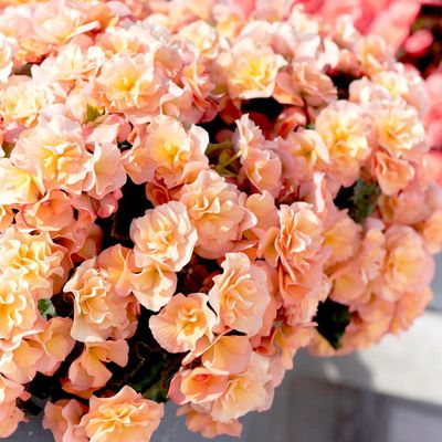 Begonia brzoskwinia 'Solenia Apricot'
