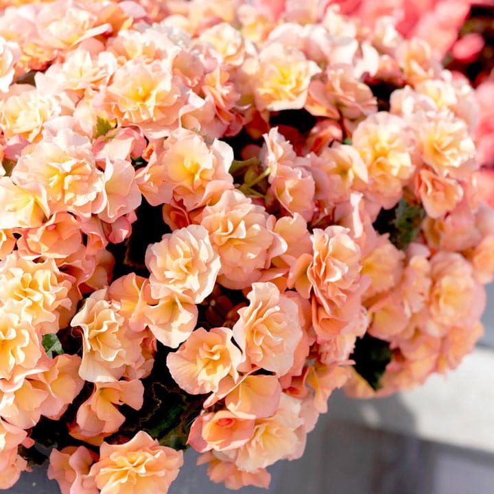 Begonia brzoskwinia 'Solenia Apricot'