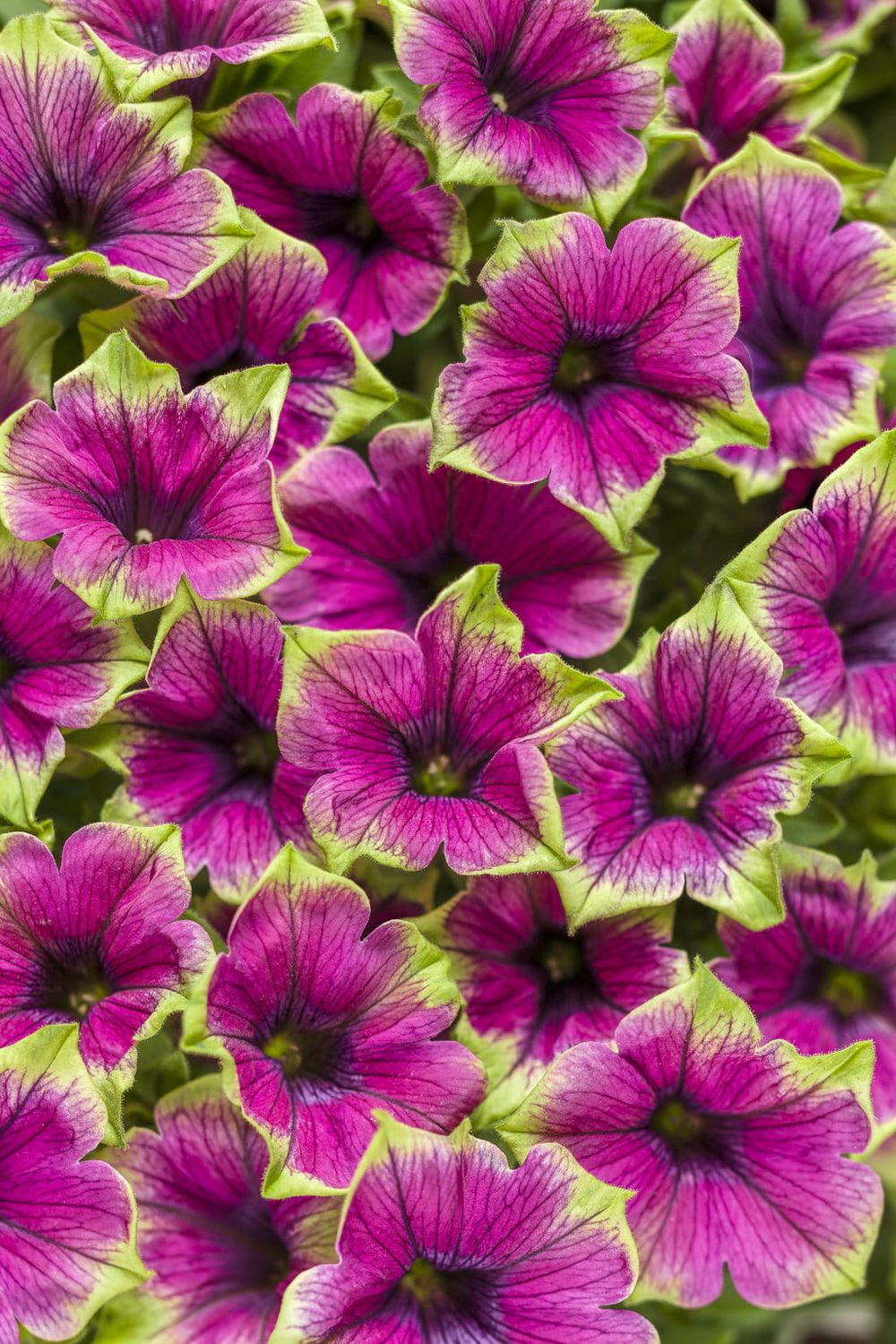 Petunia zwisająca picasso zielona Petunia hybrida