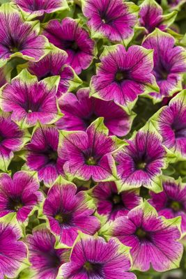 Petunia zwisająca picasso zielona Petunia hybrida