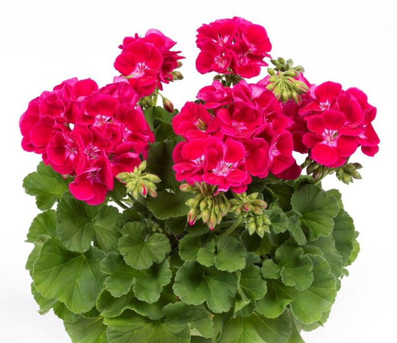 Pelargonia stojąca malinowa Pelargonium zonale