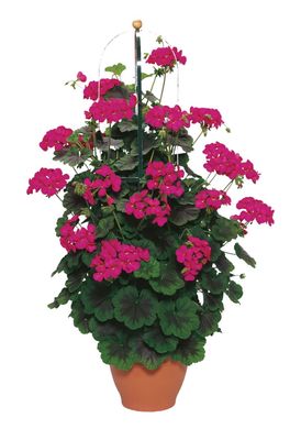 Pelargonia olbrzymia pnąca 'Violet' Pelargonium zonale