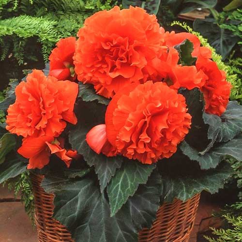Begonia stojąca bulwiasta pomarańczowa Begonia tuberhybrida
