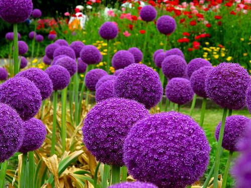 Czosnek ozdobny &#39;Globemaster&#39; Allium