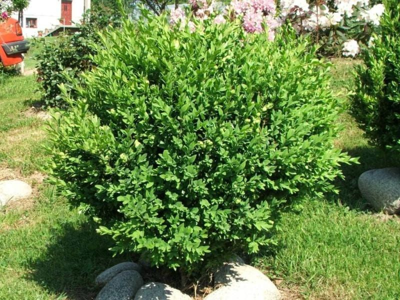 Bukszpan Buxus sempervirens