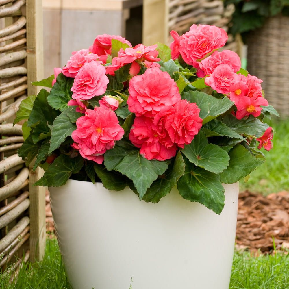 Begonia stojąca bulwiasta ciemny róż Begonia tuberhybrida