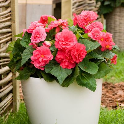 Begonia stojąca bulwiasta ciemny róż Begonia tuberhybrida
