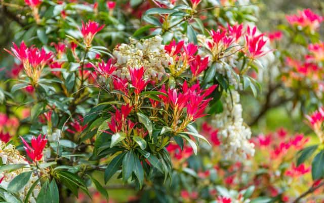 Pieris japoński &#39;Little Heath Green&#39; Pieris japonica
