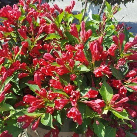 Krzewuszka cudowna &#39;Red Prince&#39; Weigela florida