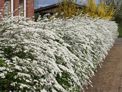 Tawuła szara &#39;Grefsheim&#39; Spirala cinerea