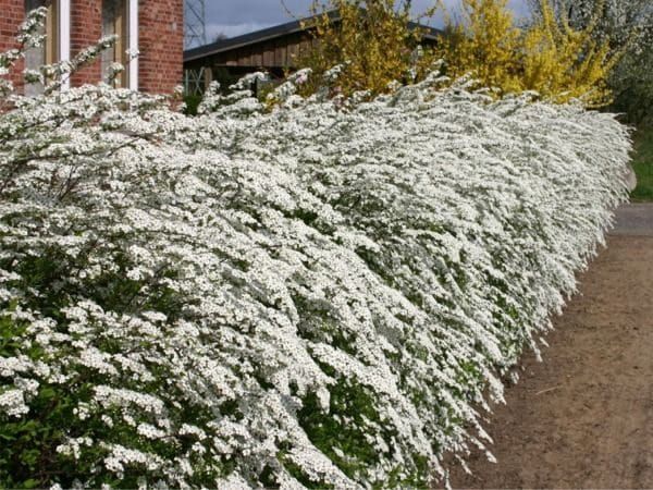 Tawuła szara 'Grefsheim' Spirala cinerea