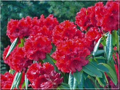 Rododendron Różanecznik &#39;Red Jack&#39; Rhododendron