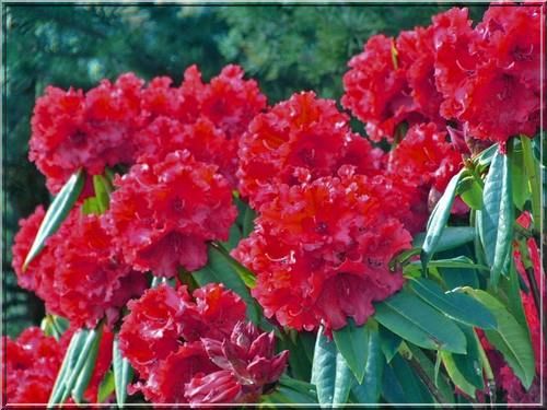 Rododendron Różanecznik &#39;Red Jack&#39; Rhododendron