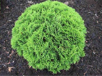 Tuja Żywotnik zachodni &#39;Danica&#39; Thuja occidentalis
