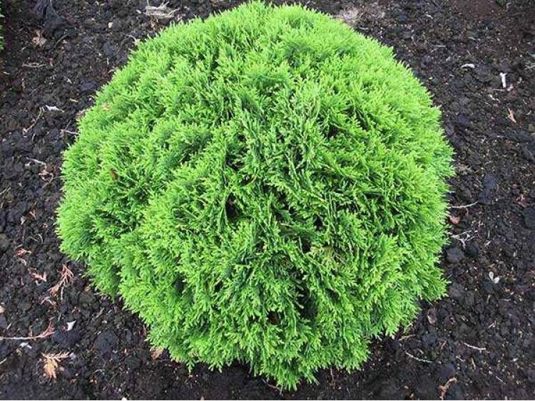 Tuja Żywotnik zachodni &#39;Danica&#39; Thuja occidentalis