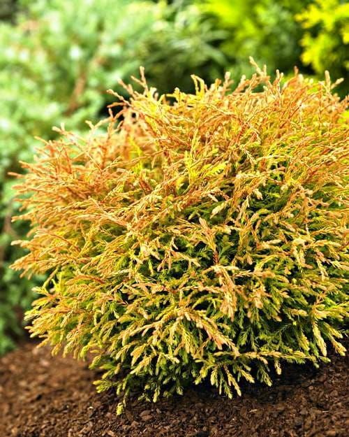 Tuja Żywotnik zachodni &#39;Golden Tuffet&#39; Thuja occidentalis