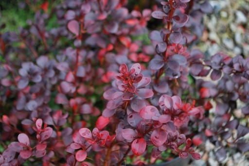 Berberys Thunberga  Dart’s Red Lady