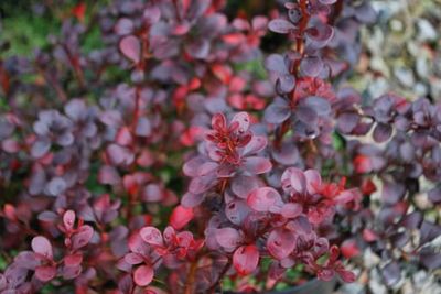 Berberys Thunberga  Dart’s Red Lady