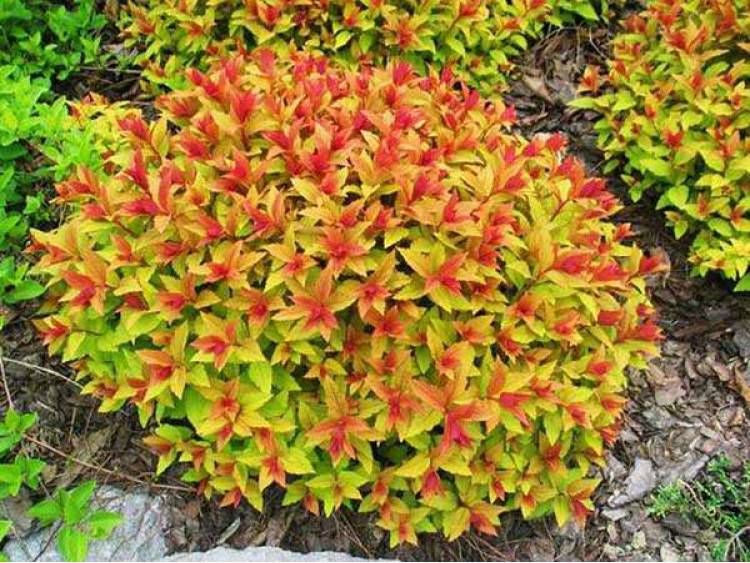 Tawuła japońska &#39;Goldflame&#39; Spirea japonica