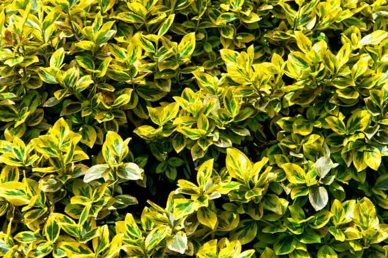 Trzmielina &#39;Emerald Gold&#39; Euonymus fortunei