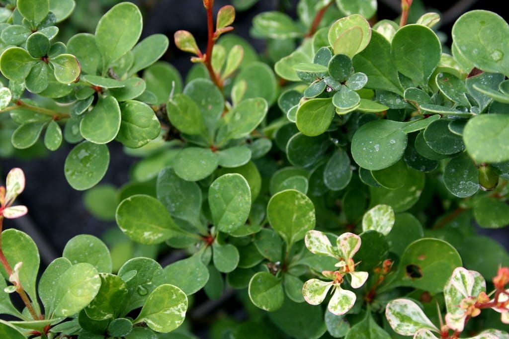 Berberys &#39;Kelleris&#39; Berberis thunbergii