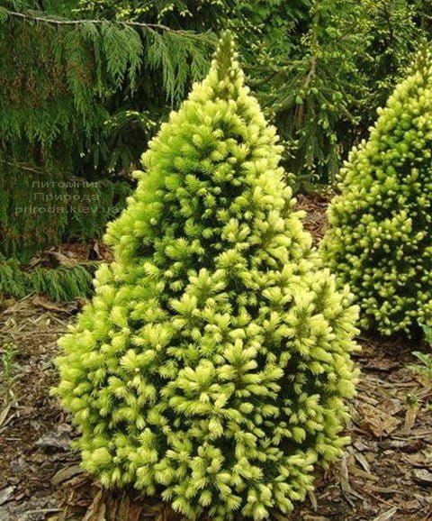 Świerk biały &#39;Daisy White&#39; Picea glauca