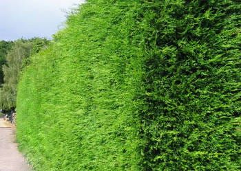 Tuja Żywotnik zachodni &#39;Brabant&#39; Thuja occidentalis