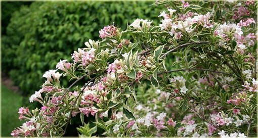 Krzewuszka cudowna &#39;Splendid&#39; Weigela florida