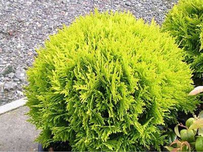 Tuja Żywotnik zachodni &#39;Mirjam&#39; Thuja occidentalis