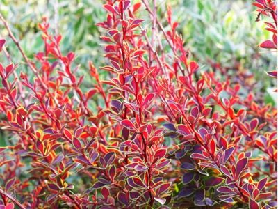 Berberys thunberga &#39;Golden Ring&#39; Berberis thunbergii