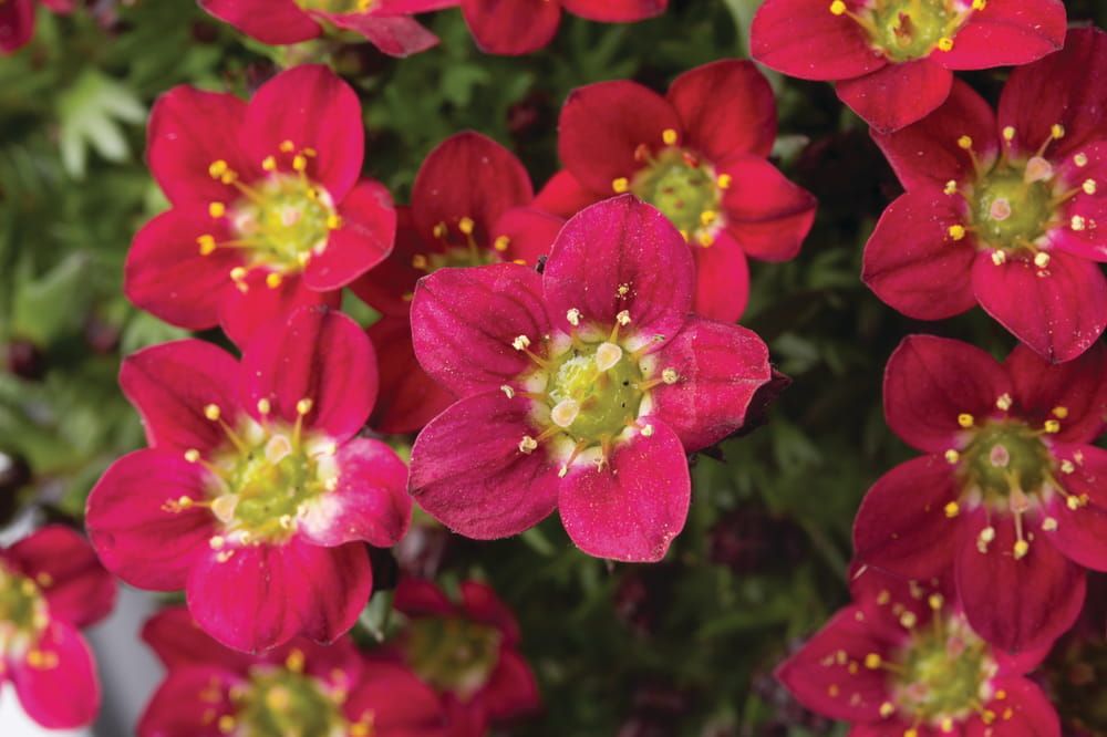 Skalnica czerwona Saxifraga arendsii