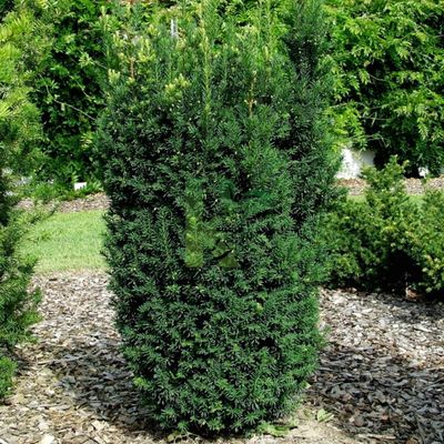 Cis pośredni &#39;Hillii&#39; Taxus media