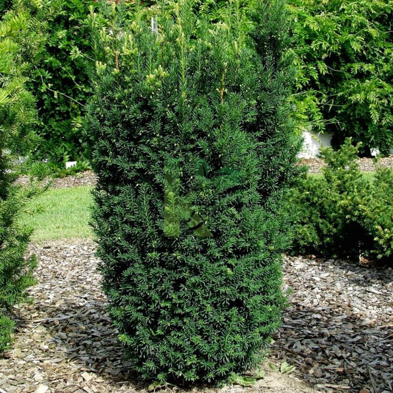 Cis pośredni &#39;Hillii&#39; Taxus media
