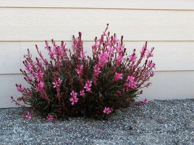 Gaura różowa Gaura lindheimeri