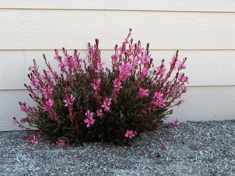Gaura różowa Gaura lindheimeri