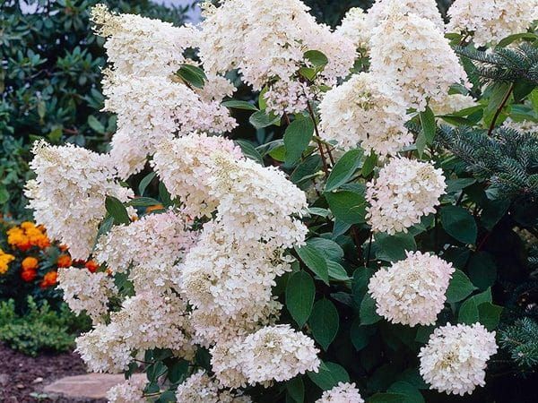 Hortensja bukietowa 'Grandiflora' Hydrangea paniculata