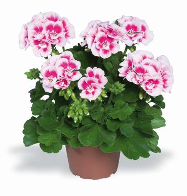 Pelargonia stojąca biało-czerwona Pelargonium zonale