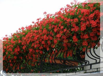 Pelargonia zwisająca czerwona Pelargonium peltatum