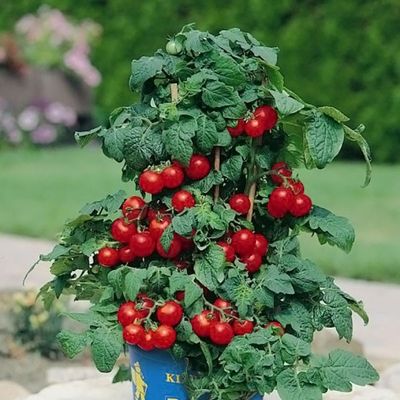 Pomidor doniczkowy czerwony na balkon, na taras