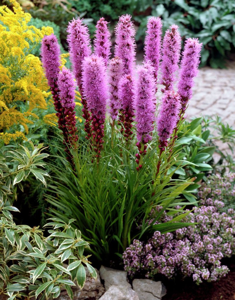Liatra kłosowa &#39;Kobold&#39; Liatris spicata