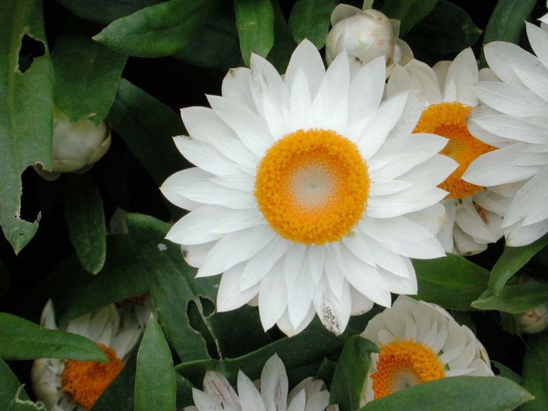 Suchołuska biała Sunbrella