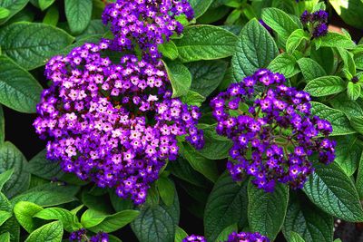 Heliotrop pachnący wanilią Heliotropium