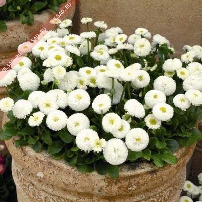 Stokrotka 'Tasso White' Bellis perennis