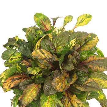 Dąbrówka &#39;Rainbow&#39; Ajuga reptans