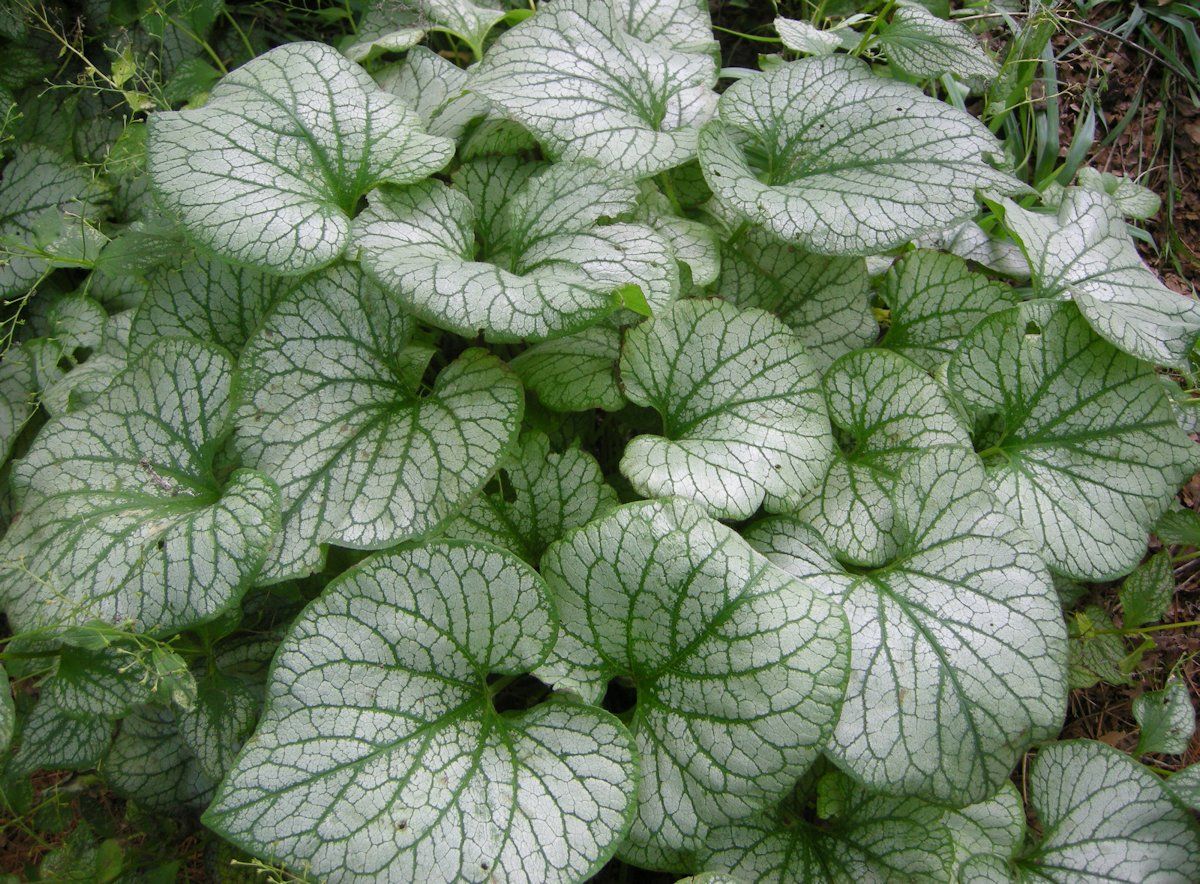 Brunnera &#39;Sea Heart&#39; Brunnera macrophylla