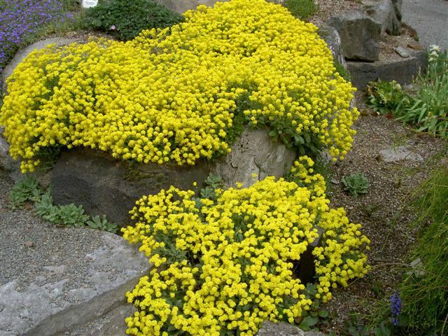 Smagliczka górska Alyssum saxatile