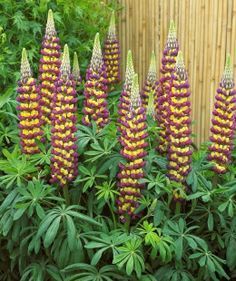 Łubin &#39;West Country™ Manhattan Lights&#39; Lupinus hybrida