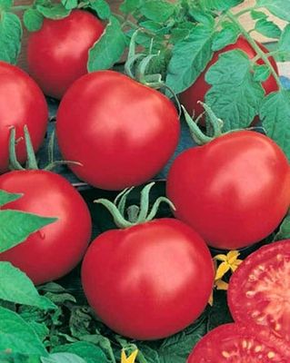Pomidor 'Pyros'